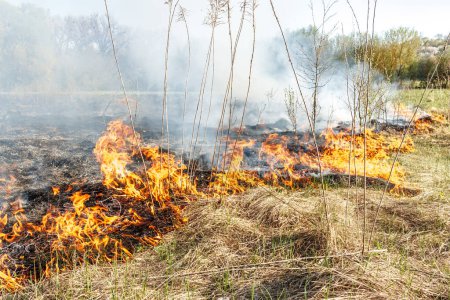 Foto de Quemando hierba seca en el campo. Fuego en el campo. Desastre ambiental, medio ambiente, cambio climático, contaminación ambiental - Imagen libre de derechos
