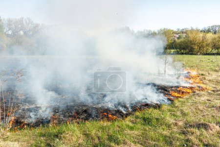 Foto de La hierba seca está ardiendo en un prado en el campo. Un fuego salvaje quema hierba seca en un campo. Llamas naranjas y columnas de humo. Abran fuego. La naturaleza está ardiendo. Peligro y desastre - Imagen libre de derechos