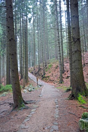 Téléchargez les photos : Un chemin à travers une forêt tranquille - en image libre de droit