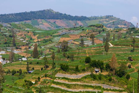 Téléchargez les photos : Rizière, ferme ou plantation en montagne. dieng, wonosobo indonesia - en image libre de droit