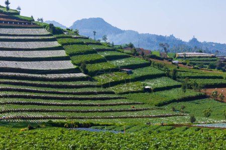Téléchargez les photos : Rizière, ferme ou plantation en montagne. dieng, wonosobo indonesia - en image libre de droit