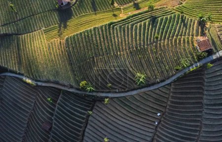 Téléchargez les photos : Vue aérienne, beau paysage avec champ d'oignons ou thé vert ou plantation et montagnes. terasering panyaweuyan, majalengka indonesia - en image libre de droit