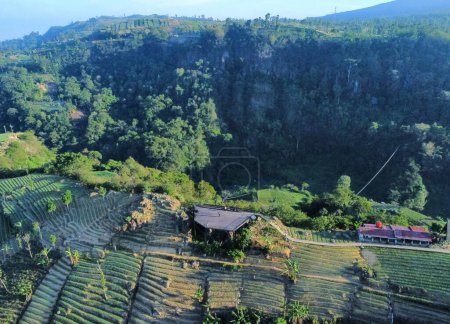 Téléchargez les photos : Beau paysage ou vue aérienne, arrière-plan d'arbres, plantation, champ, agriculture. majalengka ouest java, indonésienne - en image libre de droit