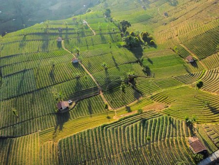 Téléchargez les photos : Vue aérienne, beau paysage avec champ d'oignons ou thé vert ou plantation et montagnes. terasering panyaweuyan, majalengka indonesia - en image libre de droit