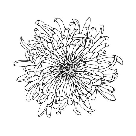 Chrysanthème japonais vecteur illustration dessinée à la main, pour la coloration et le design