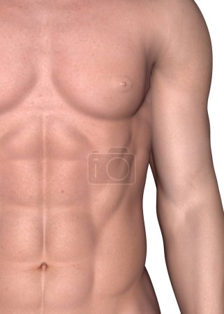 Téléchargez les photos : Muscle masculin - rendu 3D - en image libre de droit