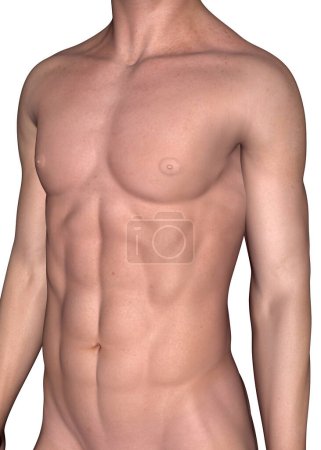 Photo for Male Muscle - 3D render - Royalty Free Image
