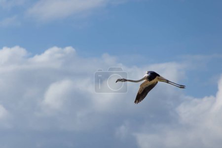Foto de Flamingo in flight spreading wings at salt lakes or Salinas de San Pedro del Pinatar - Imagen libre de derechos