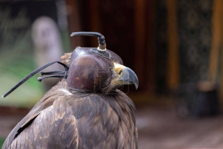 Photo for Hooded Harris Hawk parabuteo unicintus head covered with a hood leather falconry display. - Royalty Free Image
