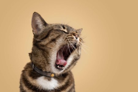Tabby cat wearing collar yawning with tongue out and rolled