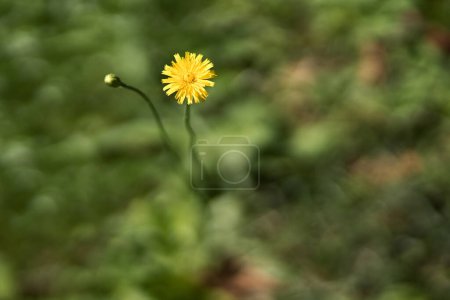 Téléchargez les photos : Wild yellow flower in grass field, blurred background. One flower on a sunny summer day. Close-up of spring flower - en image libre de droit