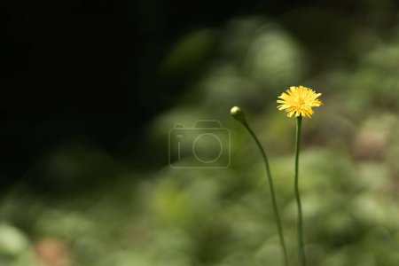 Téléchargez les photos : Wild yellow flower in grass field, blurred background. One flower on a sunny summer day. Close-up of spring flower - en image libre de droit