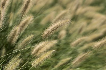 Foto de Hermosa vista del campo de cebada en la mañana en el verano. Naturaleza fondos de pantalla concepto - Imagen libre de derechos