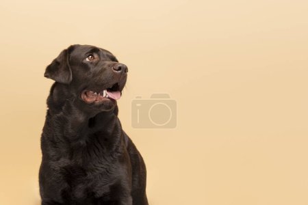 Foto de Lindo perro marrón hermoso, labrador mirando hacia otro lado aislado sobre fondo beige, espacio de copia. Concepto de publicidad - Imagen libre de derechos