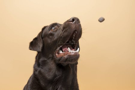 Téléchargez les photos : Un chien assis labrador brun et la nourriture pour chien volant d'en haut à sa bouche sur un fond beige. Concept d'alimentation animale - en image libre de droit