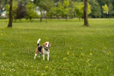 Foto de Feliz y activo perro beagle pura raza de pie en la hierba en el soleado día de verano. Feliz mascota disfrutando de paseo de verano - Imagen libre de derechos