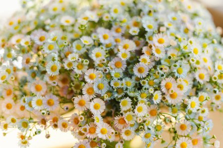Téléchargez les photos : Gros plan du beau bouquet de fleurs de camomilles sur fond flou clair. Concept de nature - en image libre de droit