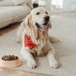 Portrait of cute adorable golden retriever dog lying on floor, waiting to eat healthy dry food at home. Advertisement, dog feeding concept 
