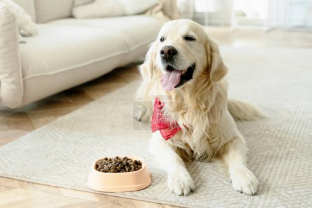 Foto de Retrato de lindo perro recuperador dorado adorable acostado en la alfombra esperando para comer alimentos secos saludables en casa. Publicidad, concepto de alimentación para perros - Imagen libre de derechos