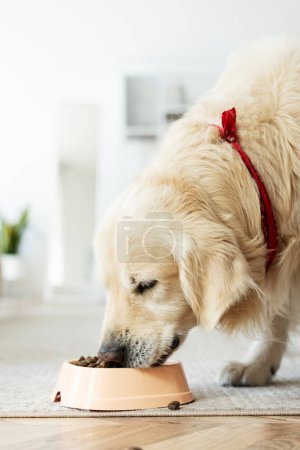 Téléchargez les photos : Portrait rapproché de mignon chien doré récupérateur manger de la nourriture sèche saine de bol à la maison. Concept d'alimentation pour chien - en image libre de droit