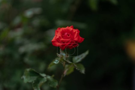 Téléchargez les photos : Fleur rose rouge en buisson vert, fond flou. Une fleur par jour d'été. Gros plan de la fleur d'été, mise au point sélective - en image libre de droit