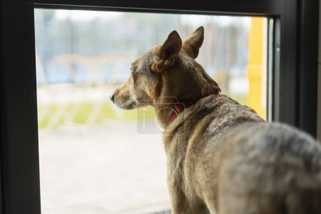 Foto de Hermoso perro de pie cerca de la ventana en la sala de estar. Cuidado animal y concepto de amor - Imagen libre de derechos
