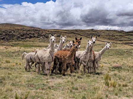 Alpakagruppe auf dem Bauernhof posiert für die Kamera