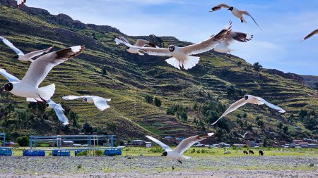 Foto de Bandada de aves gaviotas volando cerca, en la playa - Imagen libre de derechos