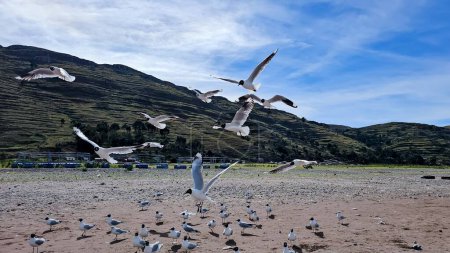 Foto de Bandada de aves gaviotas volando cerca, en la playa - Imagen libre de derechos