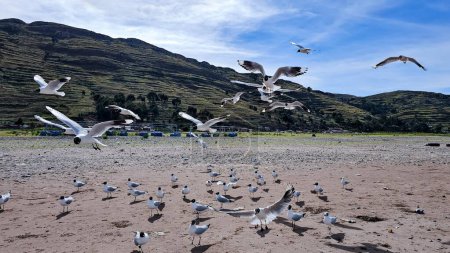 Foto de Bandada de aves gaviotas volando cerca, en la playa y con muchos - Imagen libre de derechos