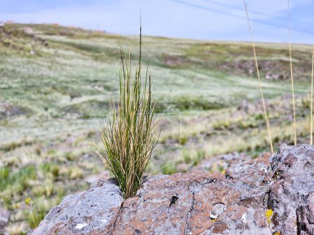 Téléchargez les photos : Plante sauvage poussant sur un rocher - en image libre de droit