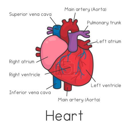 Diagrama del corazón gráfico y vocabulario en la ciencia tema kawaii doodle vector de dibujos animados