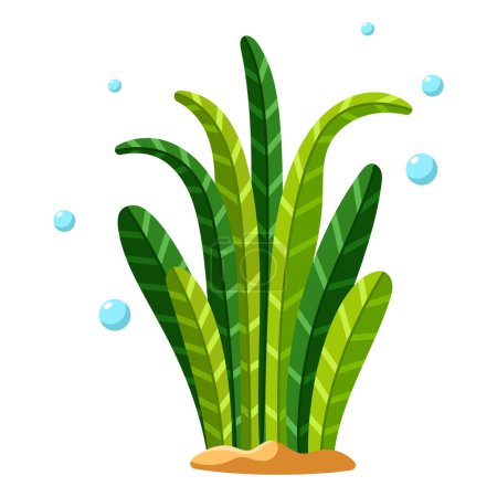 Ocean and sea plant, underwater flora, seaweed, marine life. Aquatic plant, algae, tropical seabed vector element.