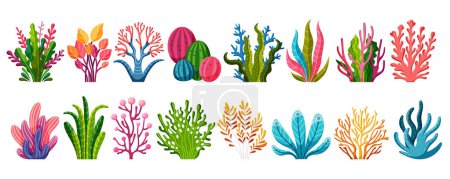Collection of ocean and sea plants, underwater flora, seaweeds, marine life. Set of aquatic plants, algae, tropical seabed vector element.
