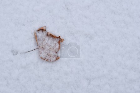 Photo for A dry leaf fallen from the branch on a layer of snow - Royalty Free Image