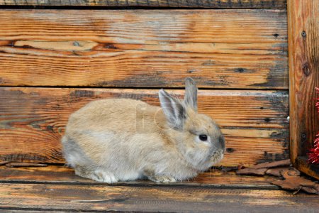 Photo for House rabbit near a wooden wall - Royalty Free Image
