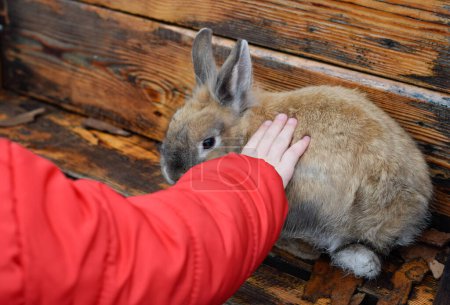 Photo for Child's hand stroking a rabbit - Royalty Free Image