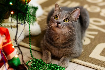 Photo for Playful cat near the Christmas tree - Royalty Free Image