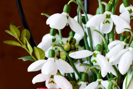 Photo for Snowdrop flower, bouquet of flowers in composition with copy space on elegant drapery background - Royalty Free Image