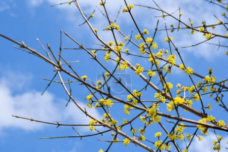 Photo for Branch with yellow flowers on blue sky in spring - Royalty Free Image