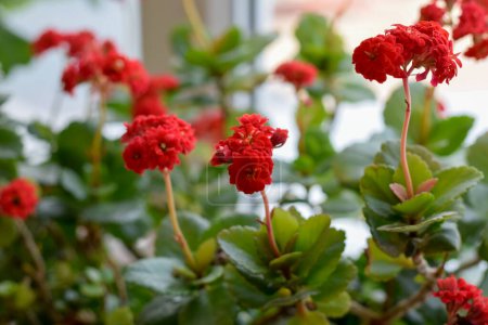 Téléchargez les photos : Fleurs rouges à la fenêtre - en image libre de droit