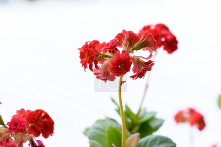 Téléchargez les photos : Plante d'intérieur, fleur rouge en pot, fond pour ressource graphique - en image libre de droit