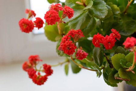 Téléchargez les photos : Indoor succulent kalanchoe blossfeldiana, fleur rouge sur la fenêtre, plante décorative et médicinale - en image libre de droit