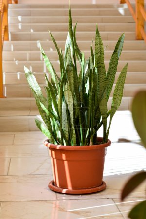 Photo for Sansevieria, indoor potted plant with air purifying benefits, also called snake plant - Royalty Free Image