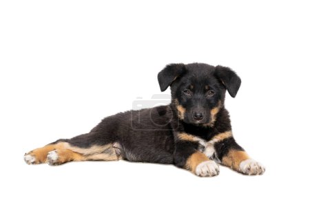 Photo for Black brown puppy lying on white background - Royalty Free Image