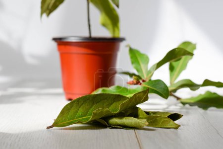 Photo for Bay leaves grown at home, bay shrub in pots - Royalty Free Image