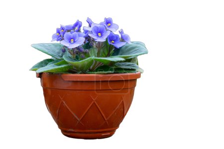 Photo for African violet flower in brown pot isolated on white - Royalty Free Image