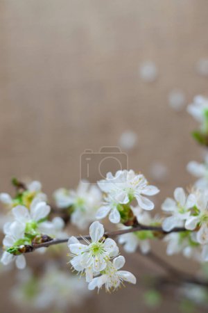 Photo for White flowers on blooming tree branches in spring on white background - Royalty Free Image