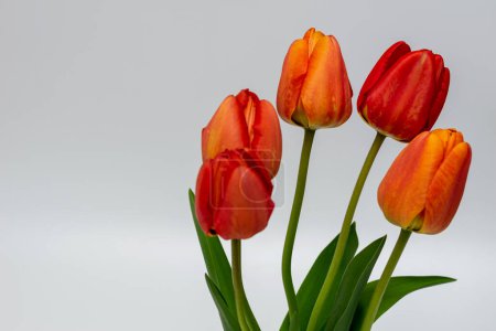 Photo for Red tulip flowers on natural white background not isolated - Royalty Free Image