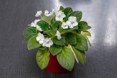 African violet with white flower in pot on table in office